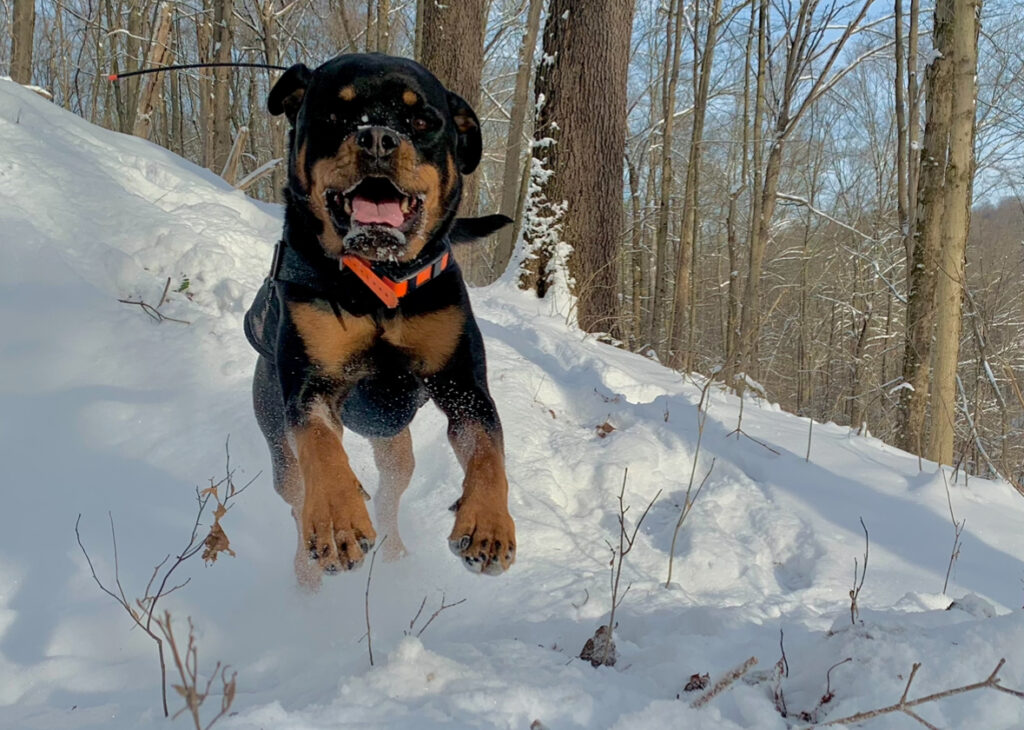 An AMRG air scent 
dog running in the snow
